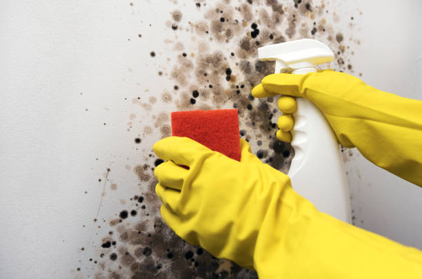Best Kitchen Mold Remediation in Valley Stream, NY